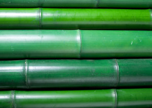 grüne Bambusrohre